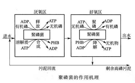 生物除磷