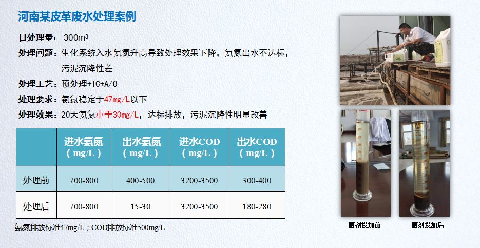 氨氮降解菌应用案例